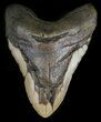 Huge, Megalodon Tooth - North Carolina #54792-1